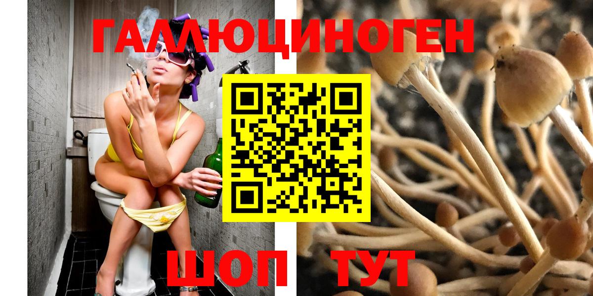 Псилоцибиновые грибы Psilocybe Ейск
